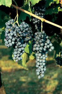 Reggiano Bianco Spumante