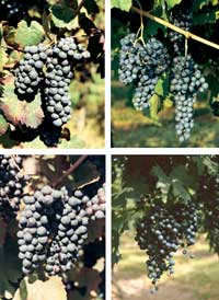 Reggiano Lambrusco