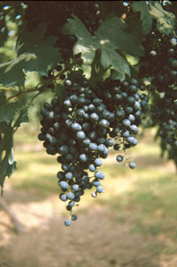 Reggiano Rosso Novello