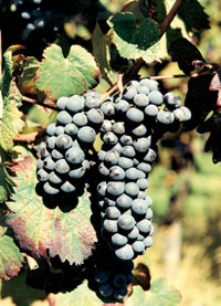 Lambrusco Salamino
