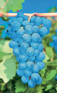 Cabernet Sauvignon