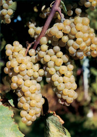 Chardonnay spumante