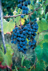Grasparossa