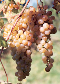 Malvasia