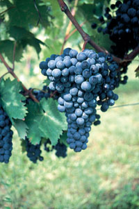 Marzemino Novello