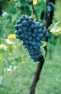 Montericco Rosso
