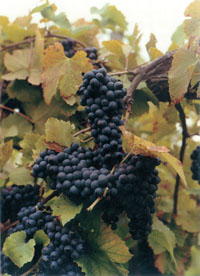 pinot