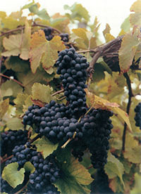 Pinot Spumante
