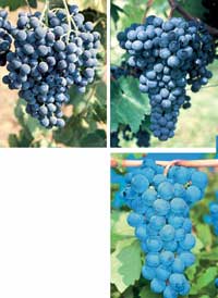 Vino Rosso novello