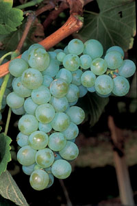 Sauvignon Riserva