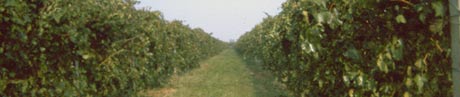 vineyard