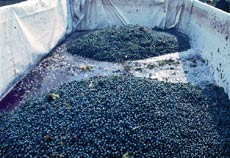 vendemmia