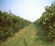 vineyard